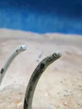 大分マリーンパレス水族館 「うみたまご」に投稿された画像（2026/7/26）