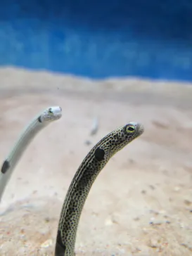大分マリーンパレス水族館 「うみたまご」に投稿された画像（2026/7/26）