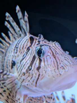 大分マリーンパレス水族館 「うみたまご」に投稿された画像（2026/7/26）