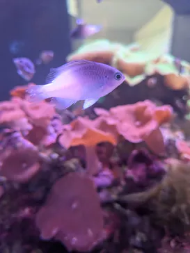 大分マリーンパレス水族館 「うみたまご」に投稿された画像（2026/7/26）