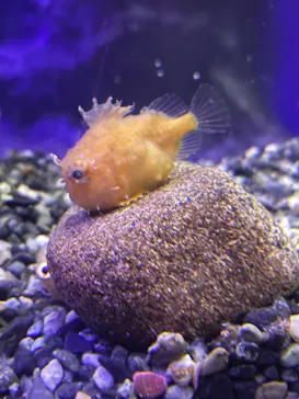 新江ノ島水族館に投稿された画像（2026/7/26）