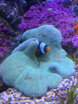 新江ノ島水族館に投稿された画像（2026/7/26）