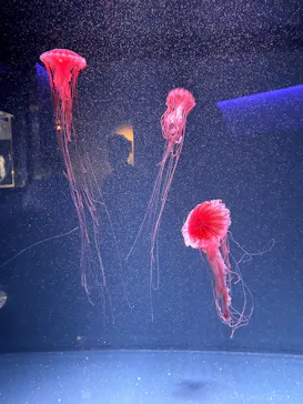 京都水族館に投稿された画像（2026/7/26）