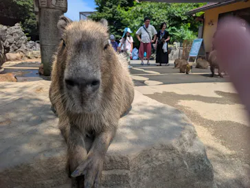 伊豆シャボテン動物公園に投稿された画像（2026/7/26）