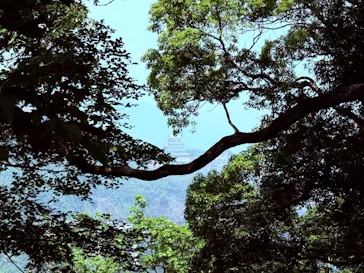 ACAO FORESTに投稿された画像（2026/7/26）
