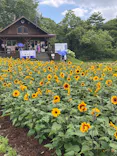 たんばらラベンダーパークに投稿された画像（2026/7/26）