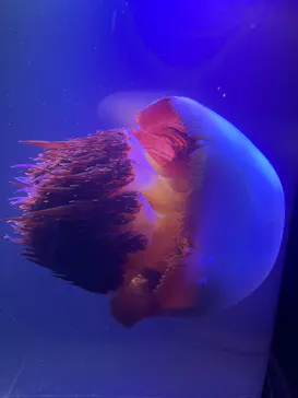 マリンワールド海の中道に投稿された画像（2026/7/26）