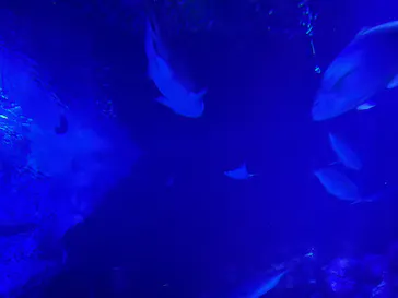 マリンワールド海の中道に投稿された画像（2026/7/26）
