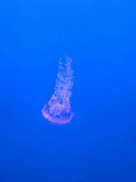 新江ノ島水族館に投稿された画像（2026/7/26）