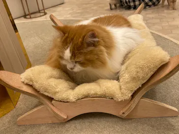 猫カフェモカ　イオンモール幕張新都心店に投稿された画像（2026/7/26）