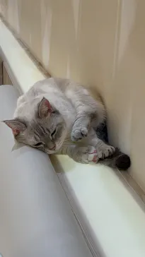 猫カフェモカ　イオンモール幕張新都心店に投稿された画像（2026/7/26）