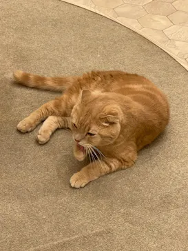 猫カフェモカ　イオンモール幕張新都心店に投稿された画像（2026/7/26）
