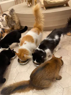 猫カフェモカ　イオンモール幕張新都心店に投稿された画像（2026/7/26）