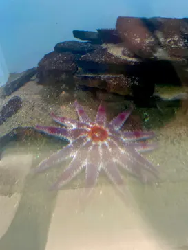 葛西臨海水族園に投稿された画像（2026/7/26）