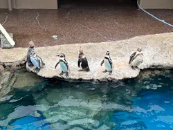 アクアワールド茨城県大洗水族館に投稿された画像（2026/7/26）