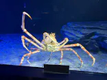 サンシャイン水族館に投稿された画像（2026/7/27）