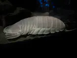 サンシャイン水族館に投稿された画像（2026/7/27）