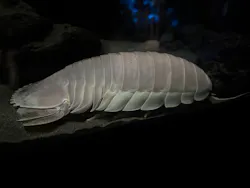 サンシャイン水族館に投稿された画像（2026/7/26）