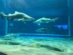 アクアワールド茨城県大洗水族館に投稿された画像（2026/7/26）