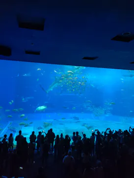 沖縄美ら海水族館に投稿された画像（2026/7/26）