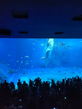 沖縄美ら海水族館に投稿された画像（2026/7/26）