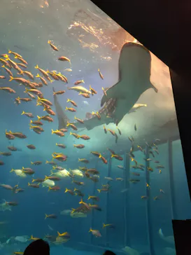 沖縄美ら海水族館に投稿された画像（2026/7/26）