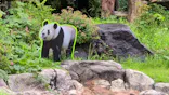 上野動物園 ハシビロカートに投稿された画像（2026/7/27）