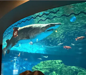 しながわ水族館に投稿された画像（2026/7/26）