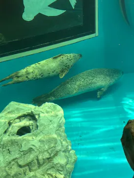 しながわ水族館に投稿された画像（2026/7/26）