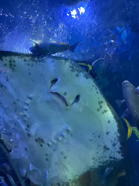 しながわ水族館に投稿された画像（2026/7/26）