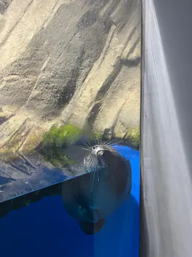 仙台うみの杜水族館に投稿された画像（2026/7/27）