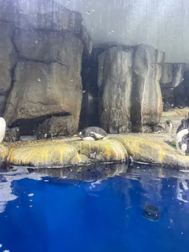 仙台うみの杜水族館に投稿された画像（2026/7/27）