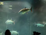 葛西臨海水族園に投稿された画像（2026/7/27）