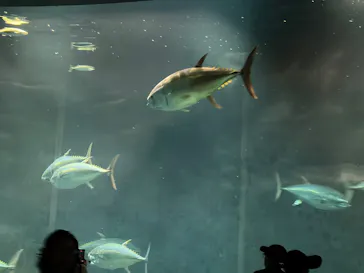 葛西臨海水族園に投稿された画像（2026/7/27）