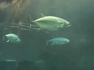 葛西臨海水族園に投稿された画像（2026/7/27）