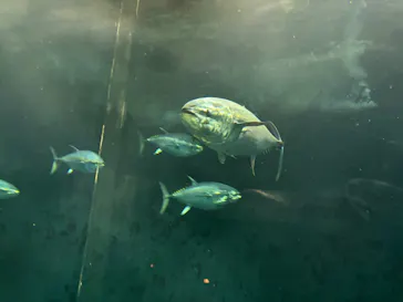 葛西臨海水族園に投稿された画像（2026/7/27）
