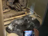 世界淡水魚園水族館　アクア・トトぎふに投稿された画像（2026/7/27）