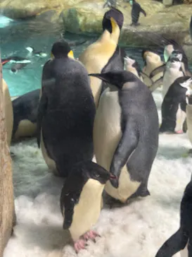 アドベンチャーワールドに投稿された画像（2026/7/27）
