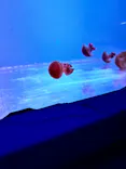 すみだ水族館に投稿された画像（2026/7/27）