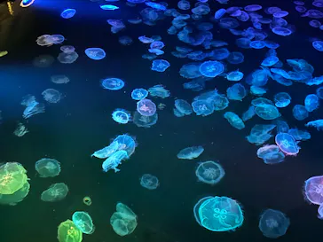 すみだ水族館に投稿された画像（2026/7/27）