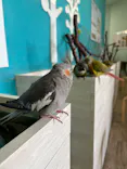 Moff animal cafe iias つくば店に投稿された画像（2026/7/27）