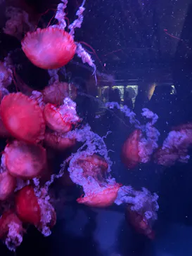 京都水族館に投稿された画像（2026/7/27）