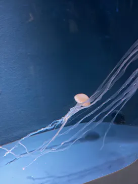 京都水族館に投稿された画像（2026/7/27）