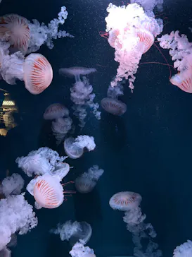 京都水族館に投稿された画像（2026/7/27）