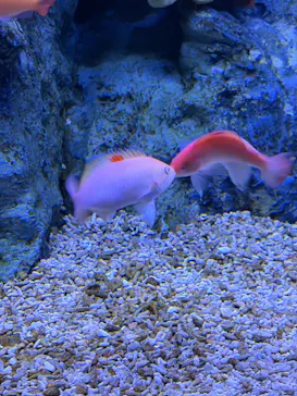 すみだ水族館に投稿された画像（2026/7/27）