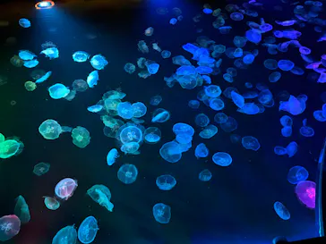 すみだ水族館に投稿された画像（2026/7/27）