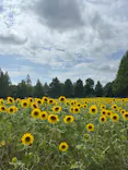滋賀農業公園ブルーメの丘に投稿された画像（2026/7/27）