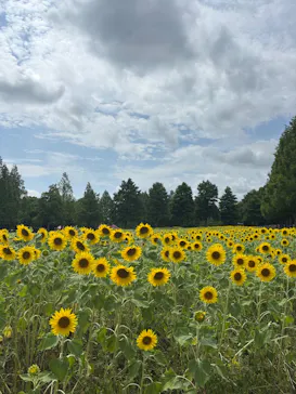 滋賀農業公園ブルーメの丘に投稿された画像（2026/7/27）