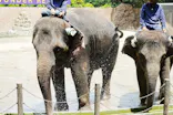 ANIMAL WONDER REZOURT 市原ぞうの国・サユリワールドに投稿された画像（2026/7/27）