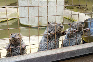 ANIMAL WONDER REZOURT 市原ぞうの国・サユリワールドに投稿された画像（2026/7/27）